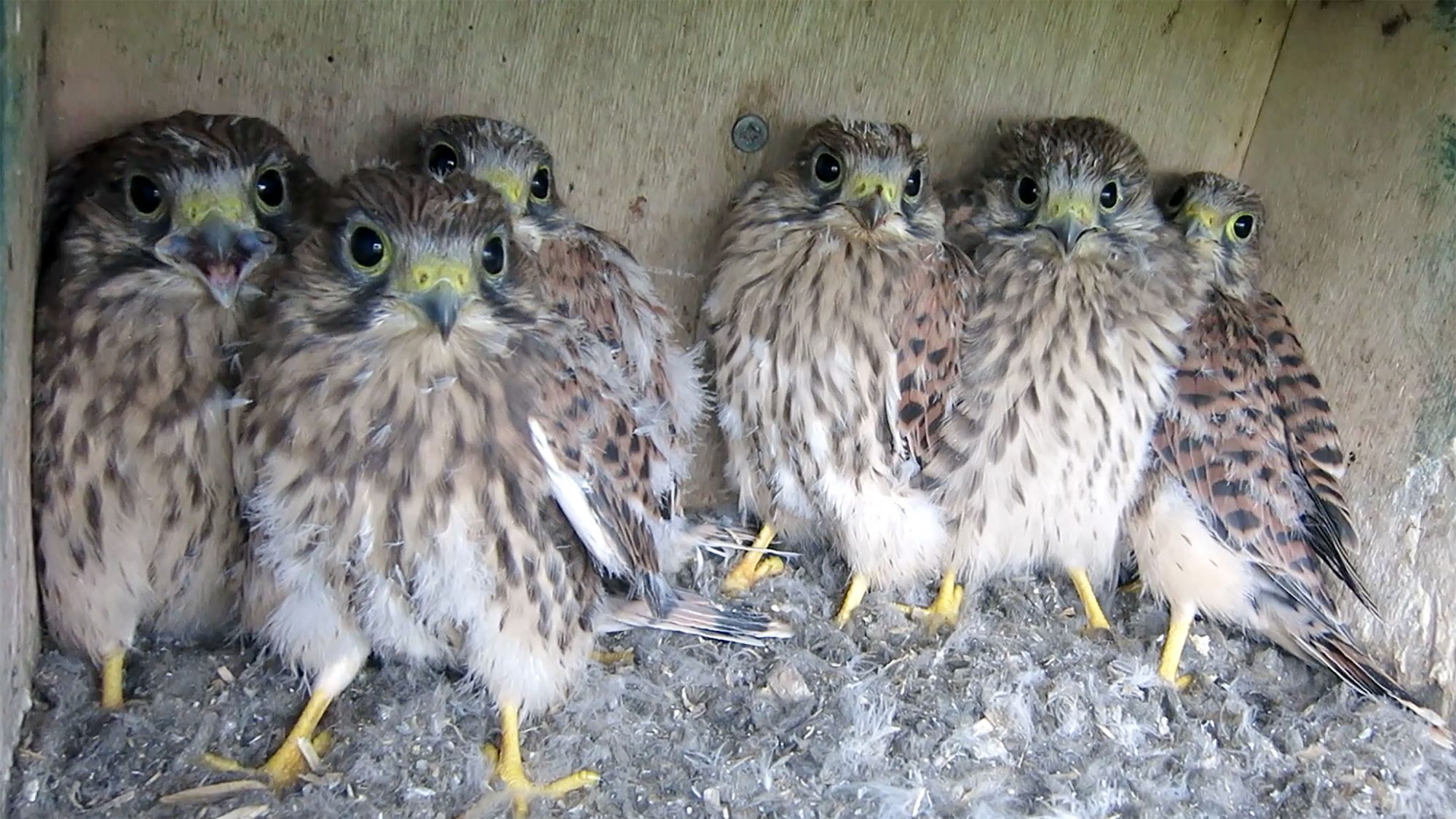 Torenvalk werkgroep