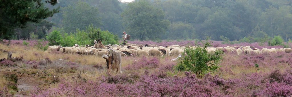 schaapskudde-bloeiende-struikheide-Bruinehaar-16aug2020