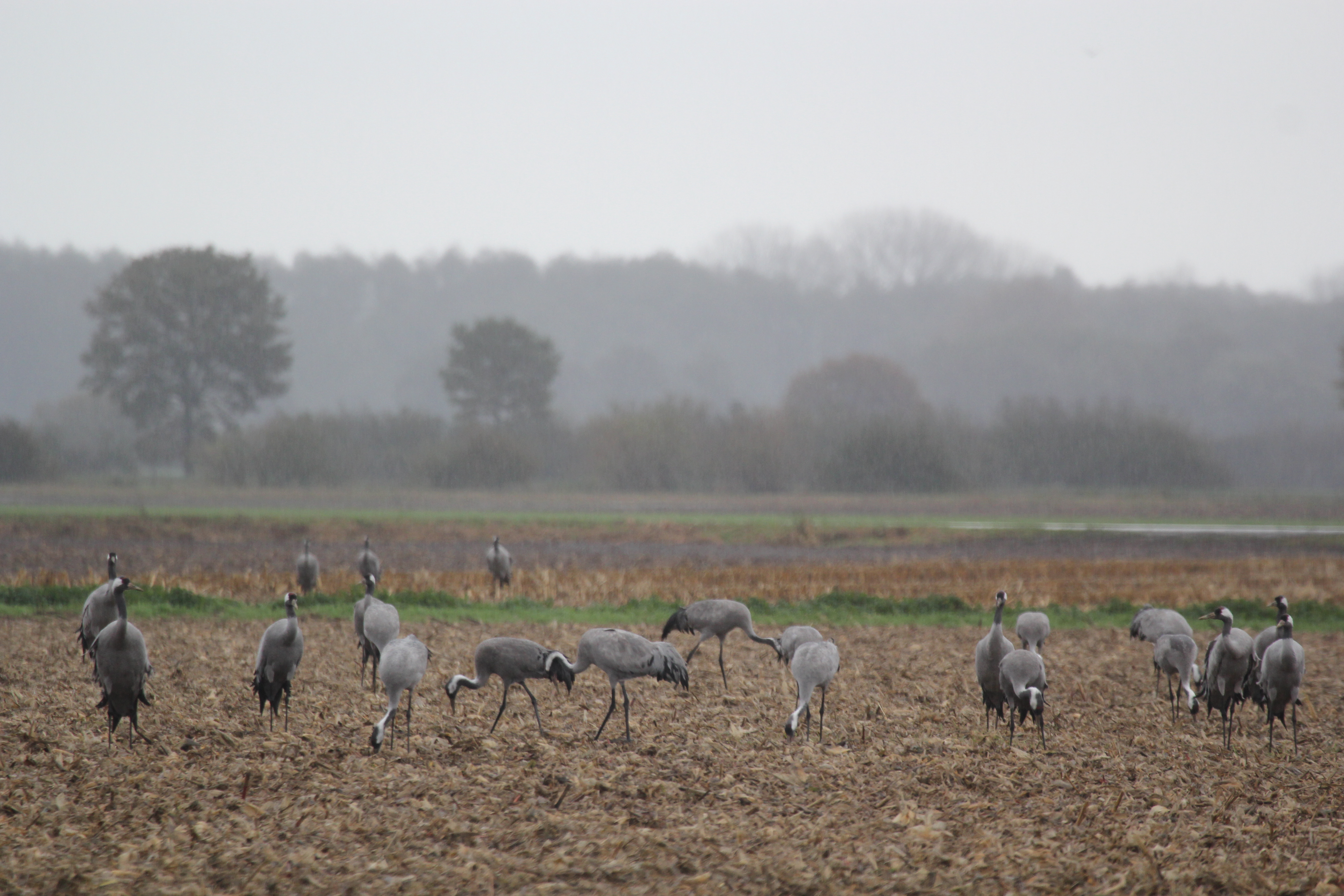 Kraanvogels kijken Diepholz